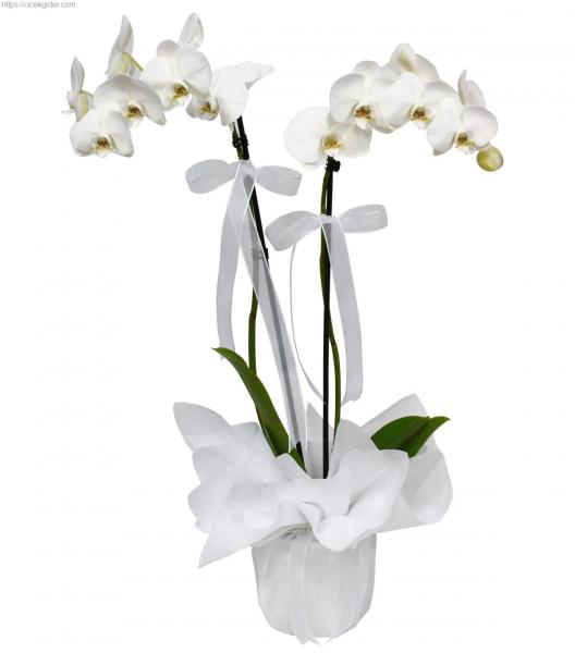 İkili Phanalopsis Orkide