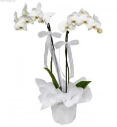 İkili Phanalopsis Orkide