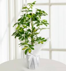 Schefflera (Şeflera) 