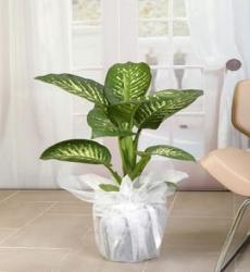 Difenbahya (Dieffenbachia) - Tropic Snow